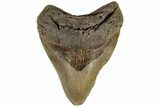 Fossil Megalodon Tooth - North Carolina #199705-2